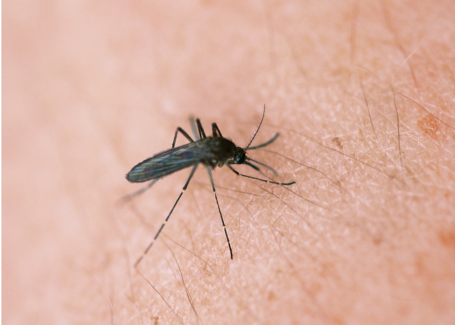 Mosquito Sampling Tests Positive For West Nile Virus In Cedar Park Hill Country News