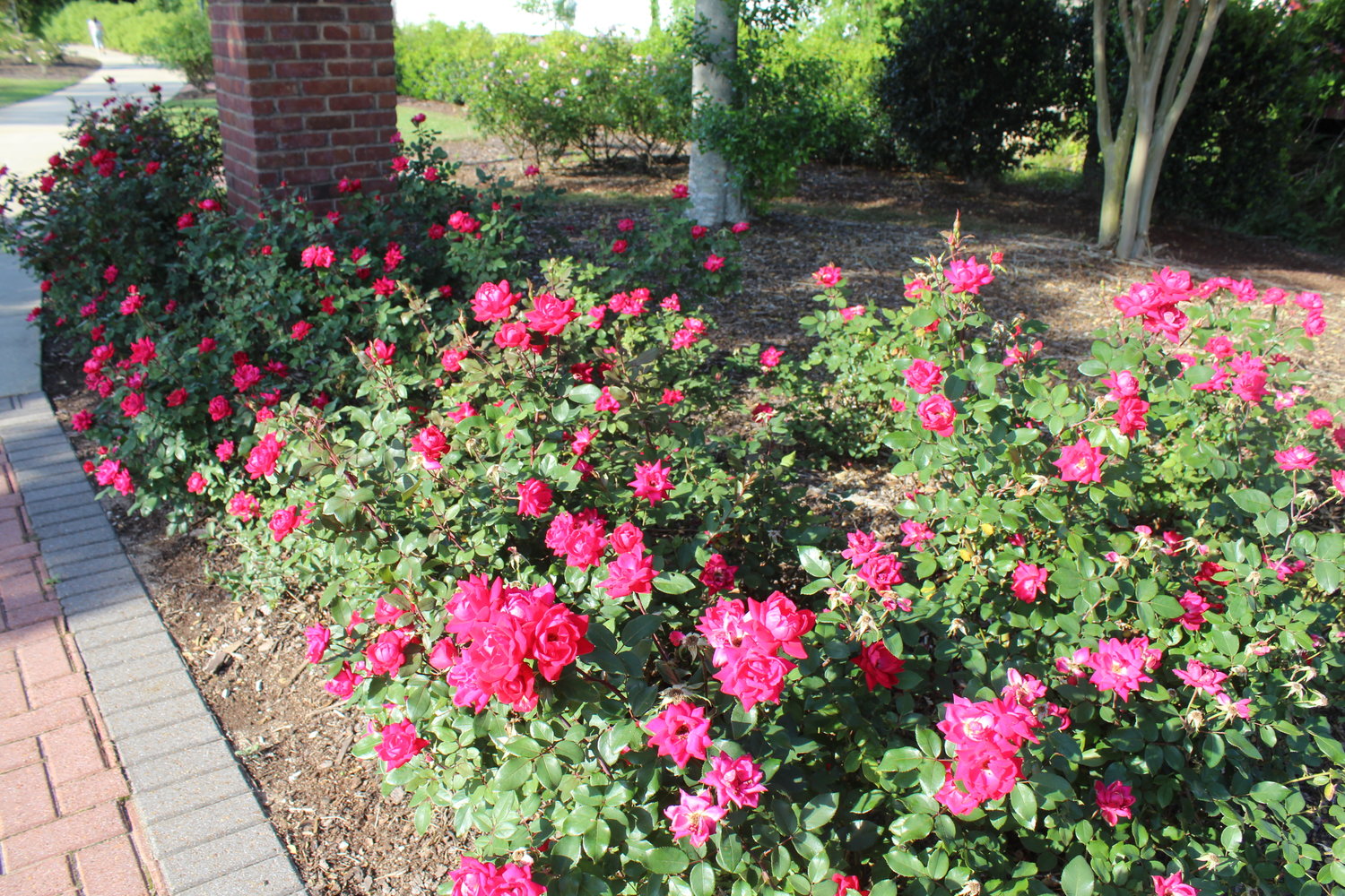 Foley Beautification Committee creating butterfly garden near Dog Park - Vimarsana News