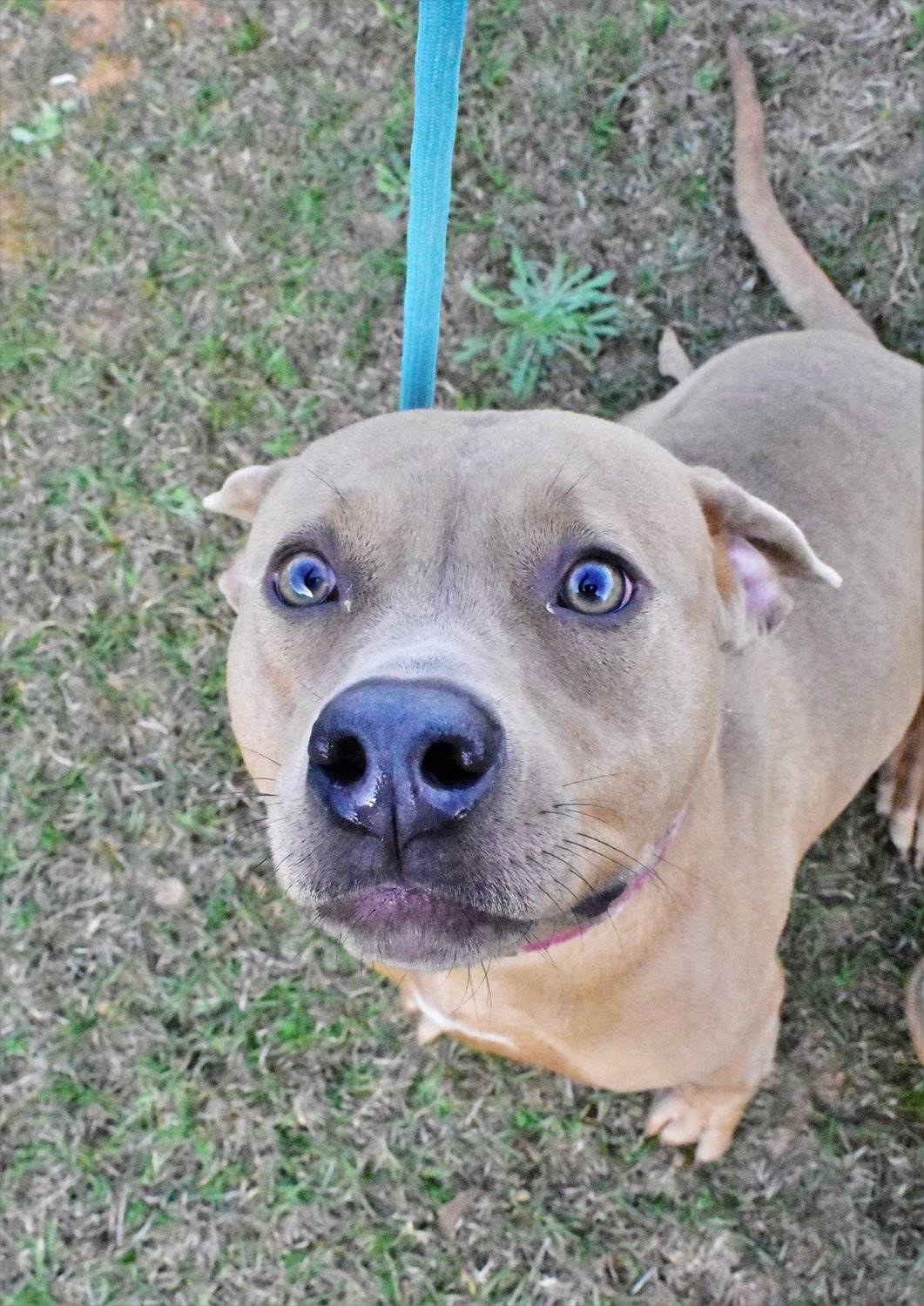 Koala is a Hound Mix around 2-years-old 57 pounds and is heartworm negative. She is full of energy and loves to run and play. Call the Baldwin County Animal Shelter to see if Koala is still available for adoption.