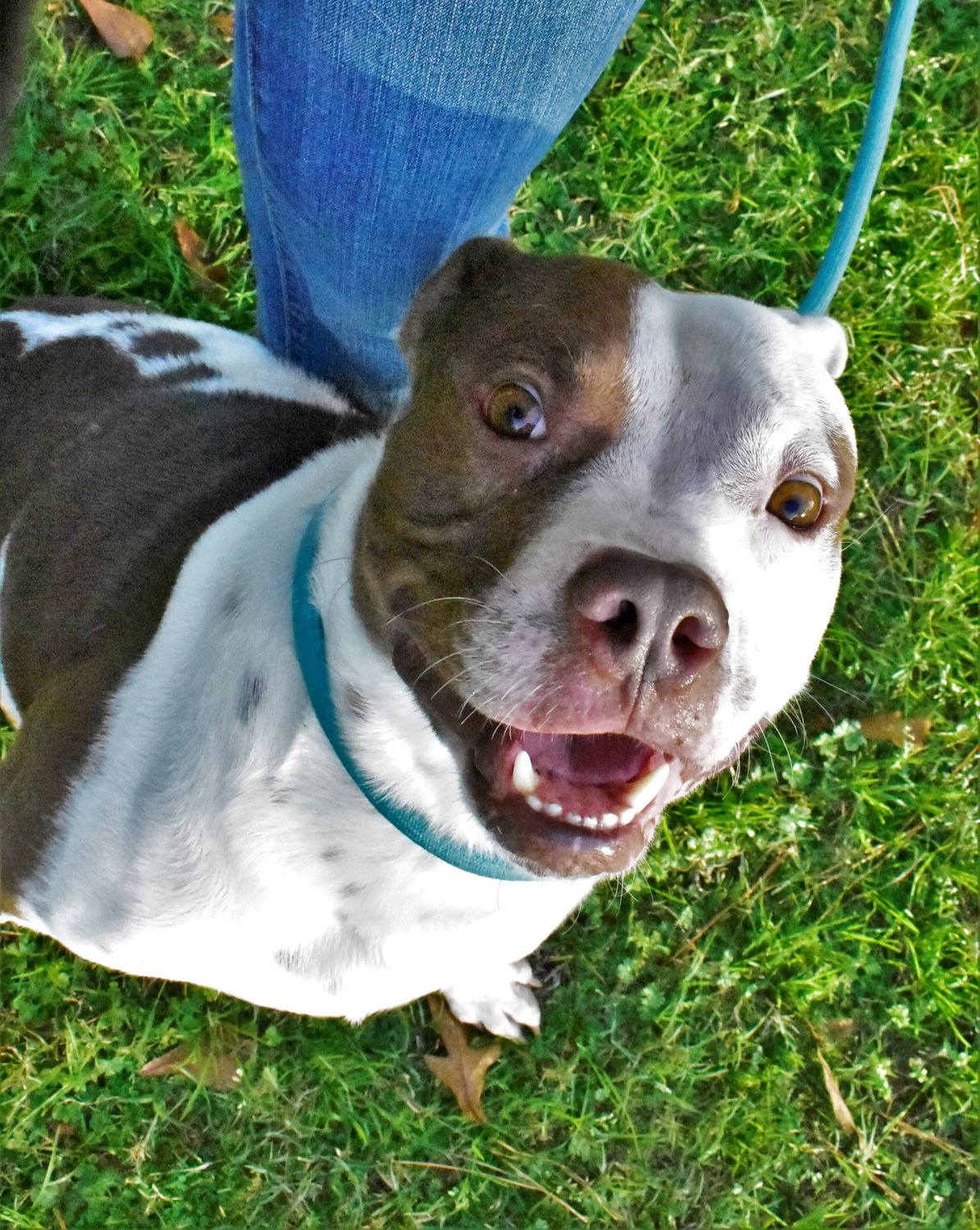 Mater is a bully mix around 2-years-old, 30 pounds and is heartworm negative. He knows how to sit, is a goof ball and loves to be loved on. Call the Baldwin County Animal Shelter to see if Mater is still available for adoption.
