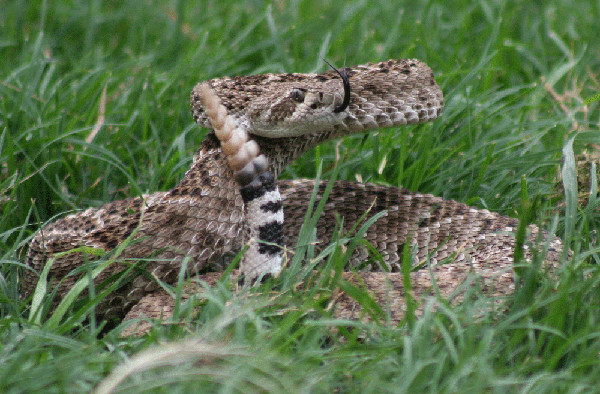 Snakes on a Four Points drought plane | Hill Country News