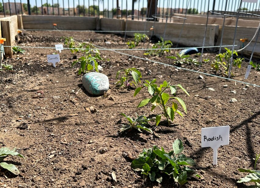 Radishes, carrots and other vegetables grow in a plot at the Tony Gomez Community Garden in Las Cruces on April 20.