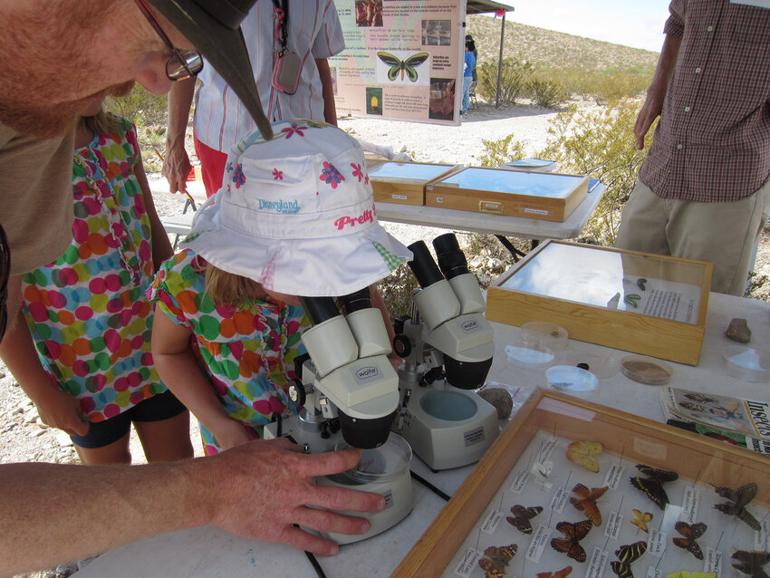 A child peers at a specimen through a microscope at the annual Butterfly Flutterby in Las Cruces.