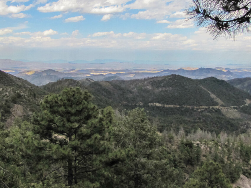 June 2016 - Burn scar in the Gila Wilderness from the 2012 Wildfire