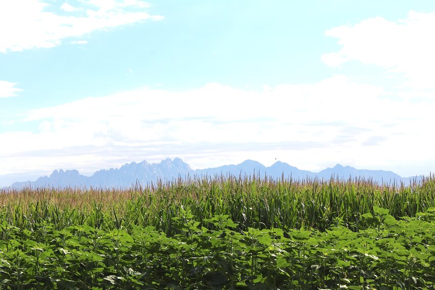 The Organ Mountains are the backdrop to a corn field at Lyles Farms, home to Mesilla Valley Maze in Fairacres, Sept. 20, 2024.