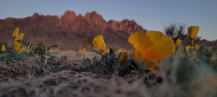 Poppies have ‘popped’ at the base of the Organ Mountains