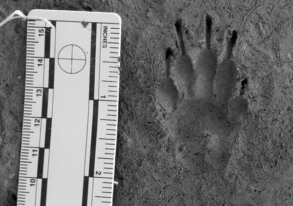 perfect striped skunk track - left front foot