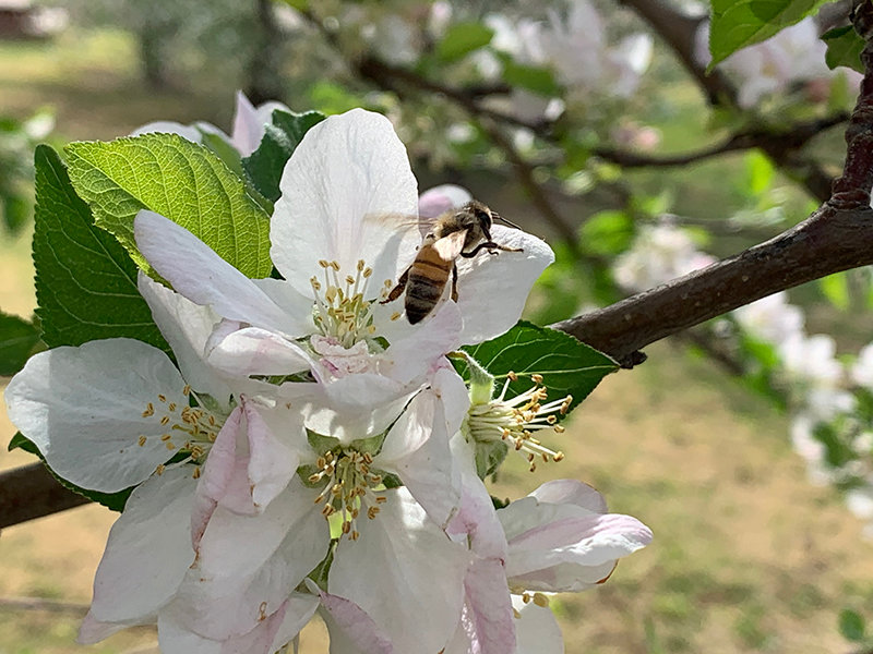 Coastal Sunbelt - How 'bout them apples? 🍎🐝 The SugarBee