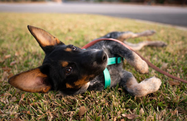 Australian Cattle dog, laying on her side with a leash