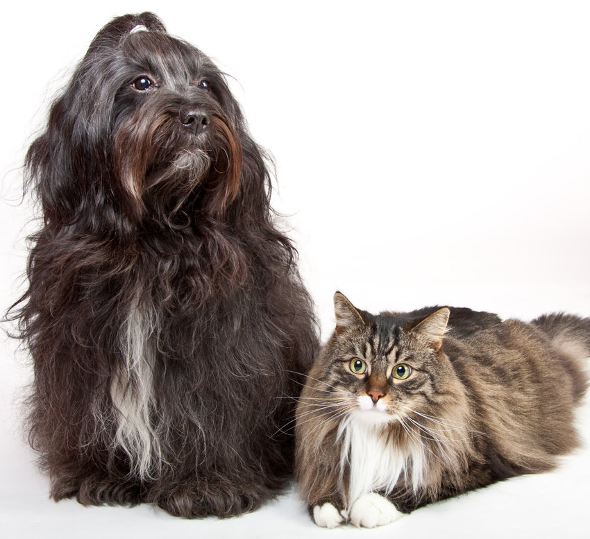 A closeup shot of a Tibetan terrier and Siberian cat isolated on a white background