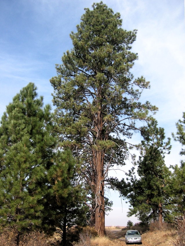 gila-national-forest-hosts-ponderosa-pine-regeneration-presentations