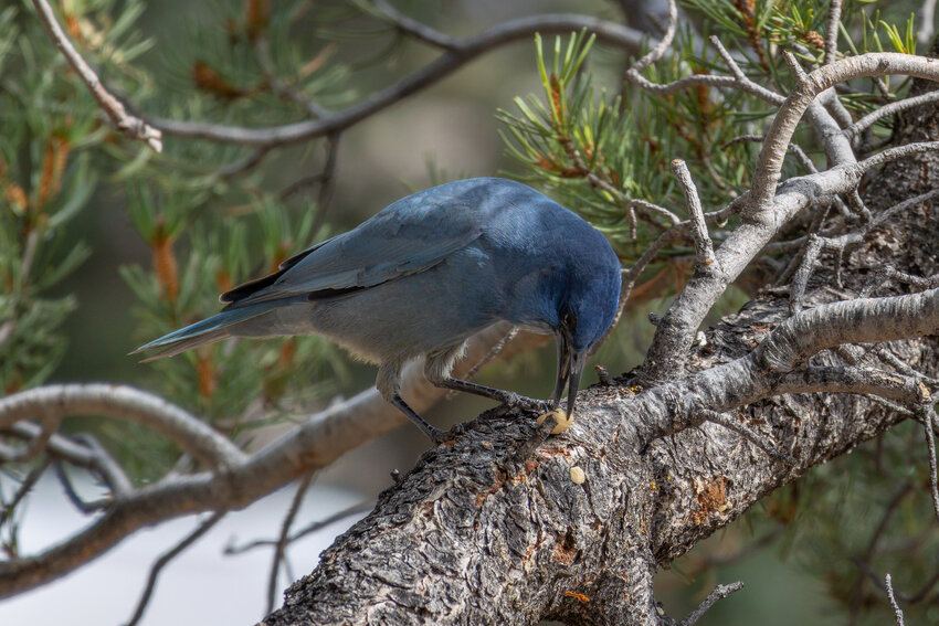 The pinyon jay (Gymnorhinus cyanocephalus) eating food in the tree, it is a jay with beautiful blue feathers, photo taken in the grand canyon national park
