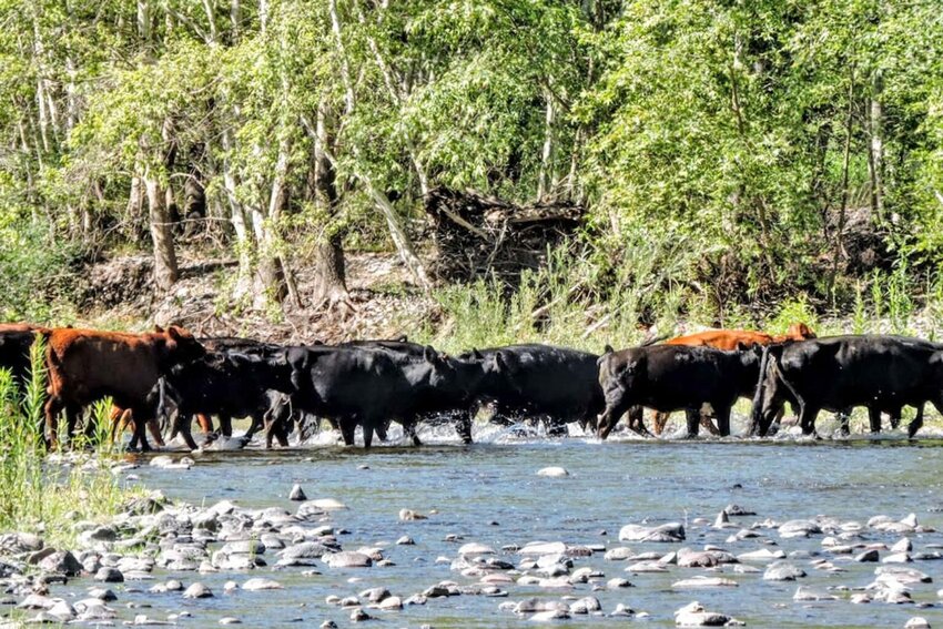 Feral cows on the Gila River. (Courtesy of Center for Biological Diversity) jaustria@abqjournal.com Thu Feb 16 16:58:52 -0700 2023 1676591932 FILENAME: 1952151.jpg