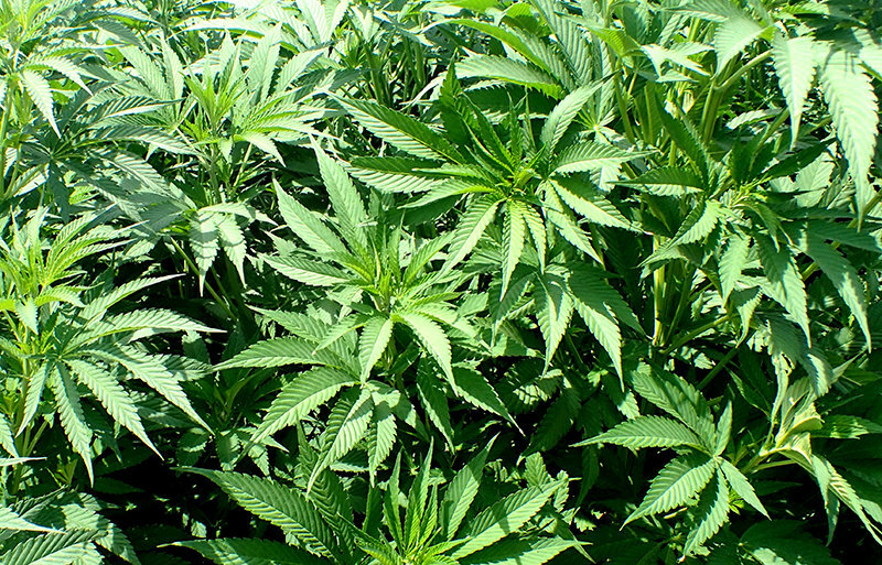 Cannabis plants are seen at a growing facility.