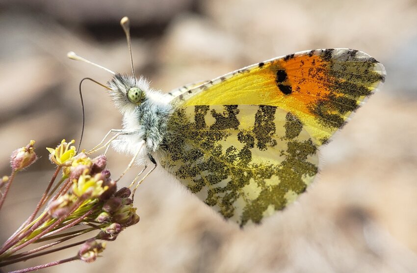 The orange tip butterfly is named for the distinctive orange marking on its wings.