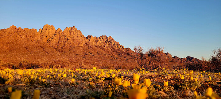 Poppies don’t ‘pop’ every year but this spring they are in abundance at the base of the Organ Mountains.