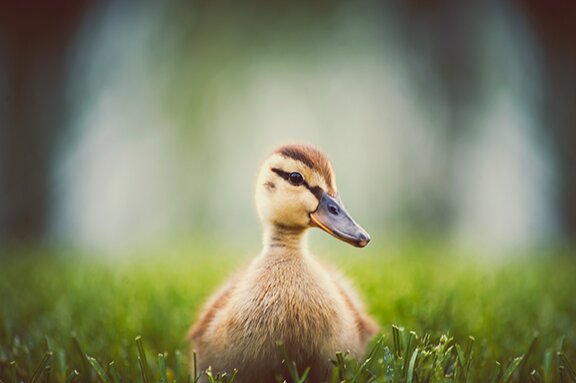 Baby Duckling