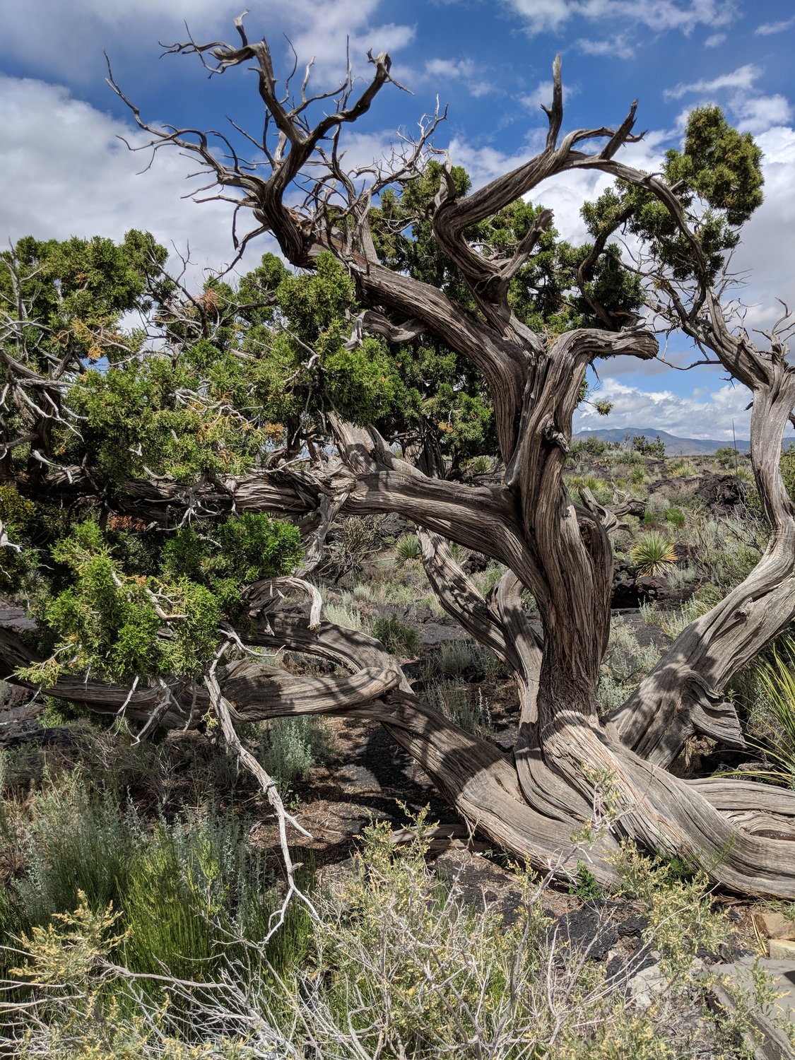 A juniper tree that is estimated to be 400 years old is one of the highlights you can see along the nature trail at Valley of the Fires.