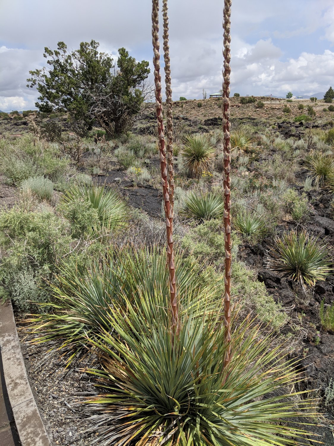 Yucca plants, with stalks intact, are one of the plant species you can see at Valley of the Fires.