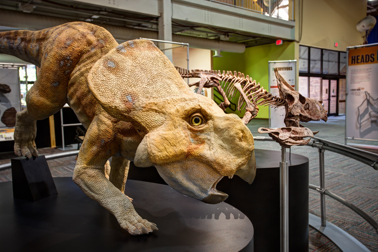 This colorful fellow is among the dinosaur exhibits being featured at the Las Cruces Museum of Art, beginning Jan. 25.