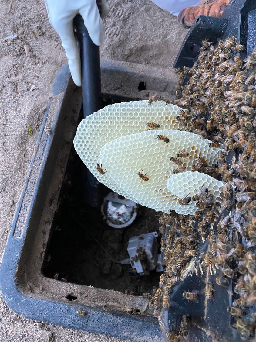New comb and bees from a local water meter box