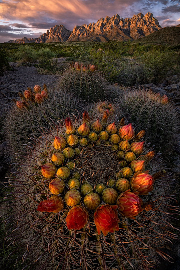 “Amillos Rojos” by David Turning, New Mexico Magazine’s 2020 photo contest honorable mention winner in the Enchanted Adventure category.