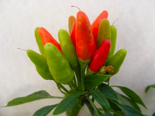 The New Mexico State University Chile Pepper Institute will host a special plant sale in celebration of Valentine’s Day and Chinese New Year Friday, Feb. 12, in Las Cruces.