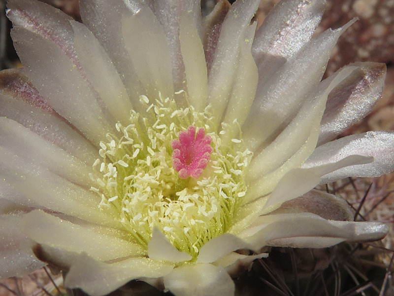 Early bloomer cactus