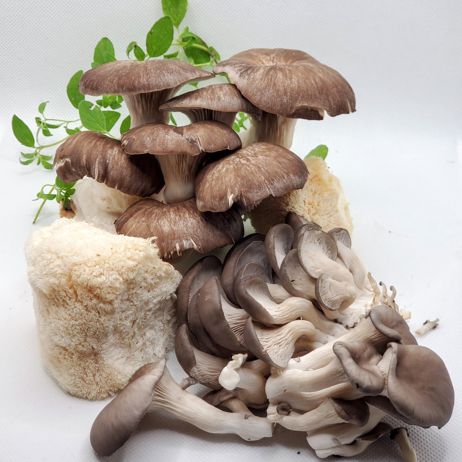 New Mexico State University’s College of Agricultural, Consumer and Environmental Sciences will host free virtual mushroom cooking demonstration Thursday, April 29, on Zoom. The free event is open to the public and will include a cooking demonstration with mushrooms from Full Circle Mushrooms.