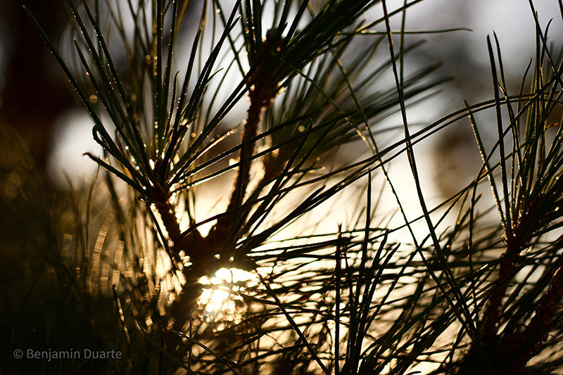 This photo was taken June 25th and features pine needles photographed during sunset.