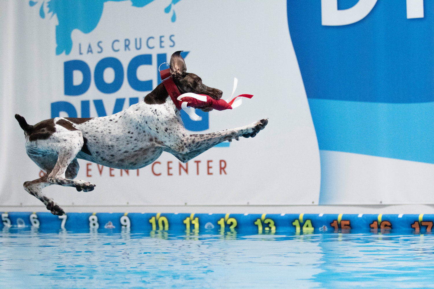 Axel is a GSP (German Shorthaired Pointer) who lives in Glendale, Arizona and belongs to Laura Nagy. He is participating in an Air Retrieve event at Las Cruces Dock Diving.