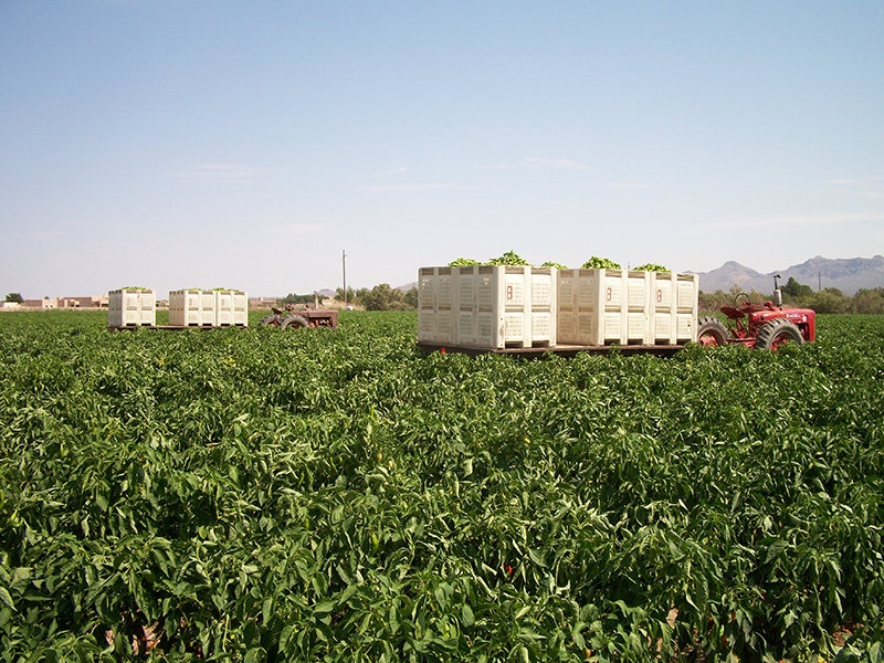 Doña Ana County is the world’s top producer of pecans and grows about 30 percent of all U.S. chile.