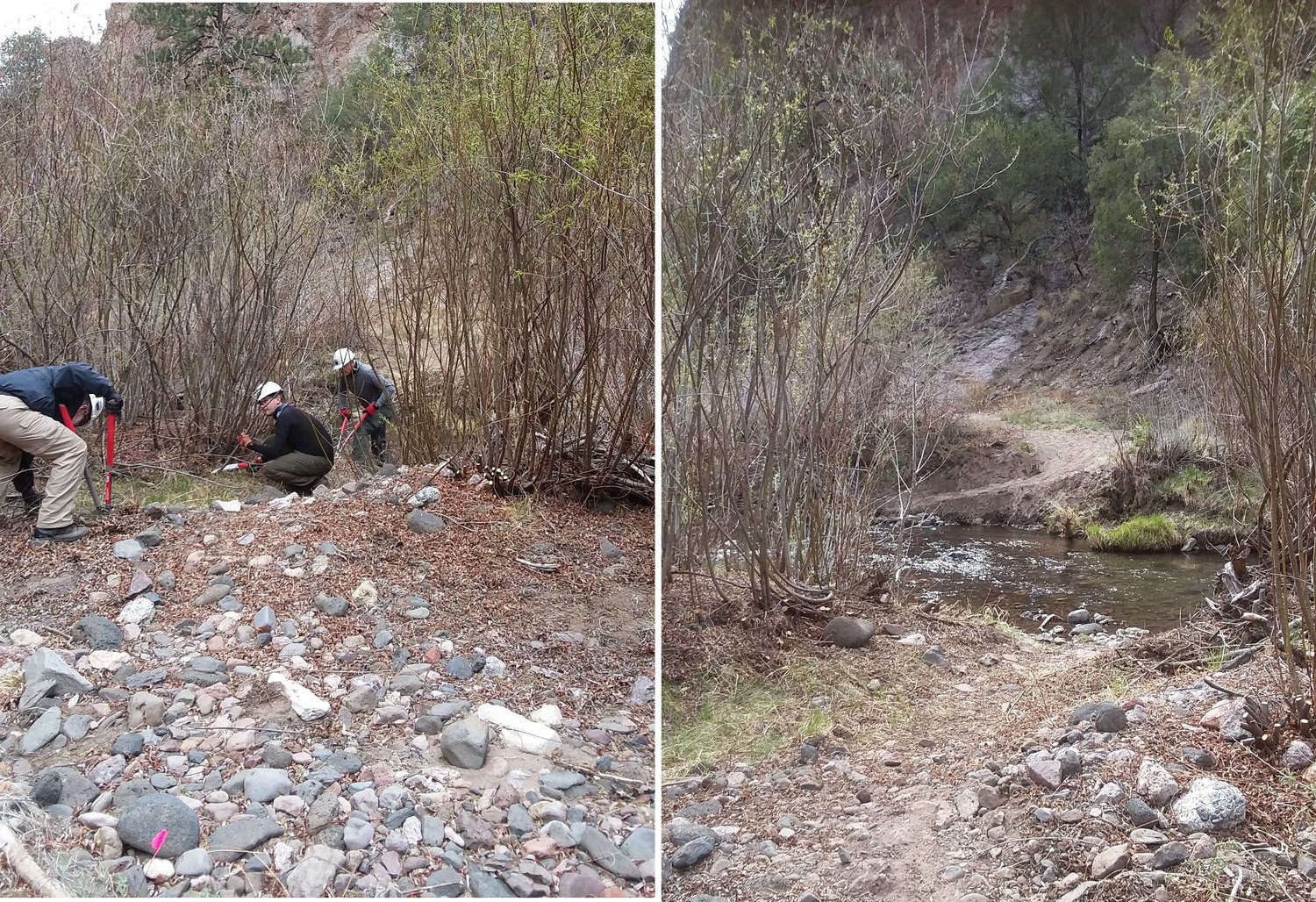 Middle Fork Trail before and after being cleared. (Photo by Melissa Green)