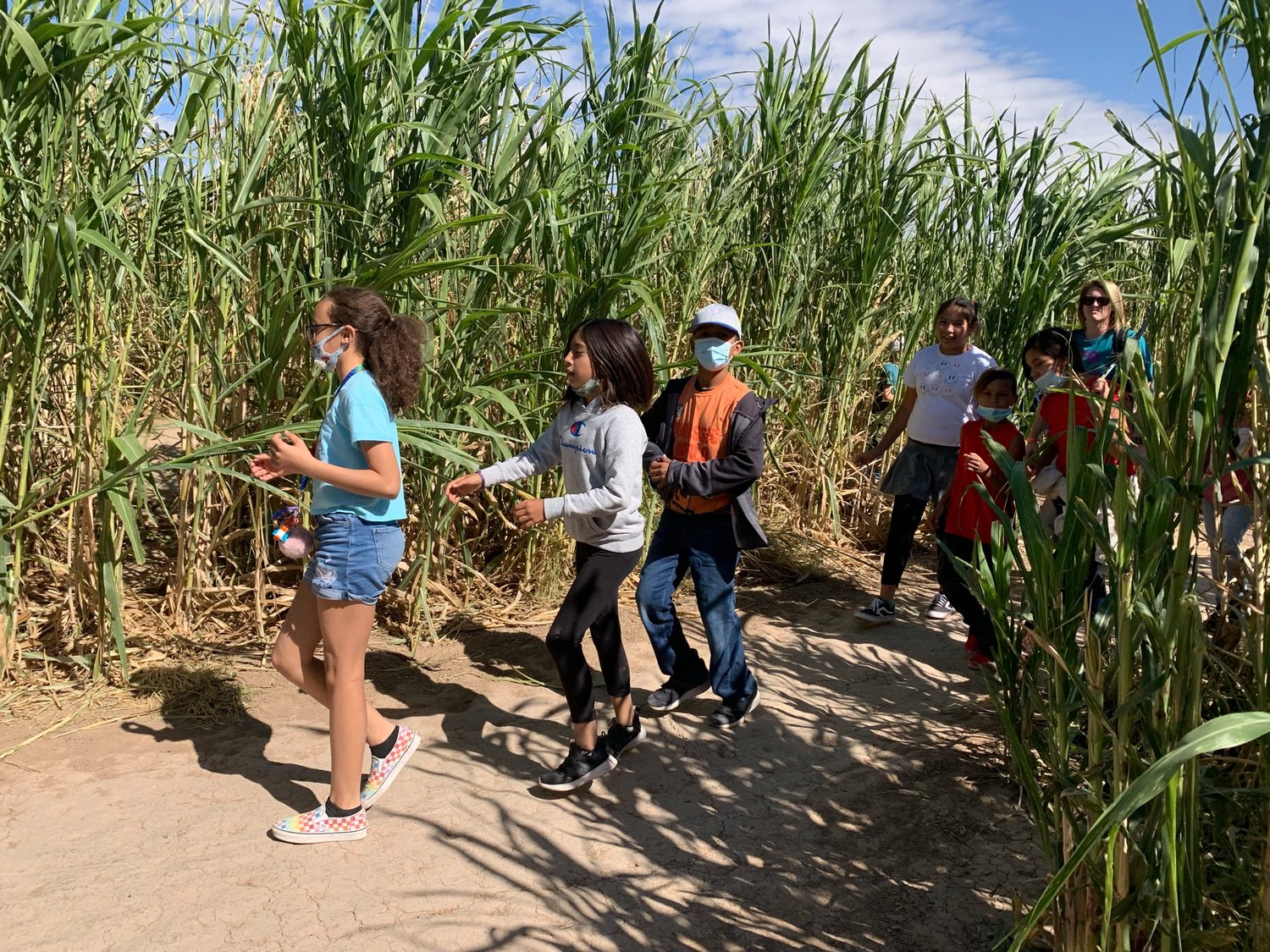 Students visiting La Union Maze from Las Cruces’s Columbia Elementary School make their way through one of two corn mazes created at the site. The mazes are planned before planting and the corn trained around the pathways.