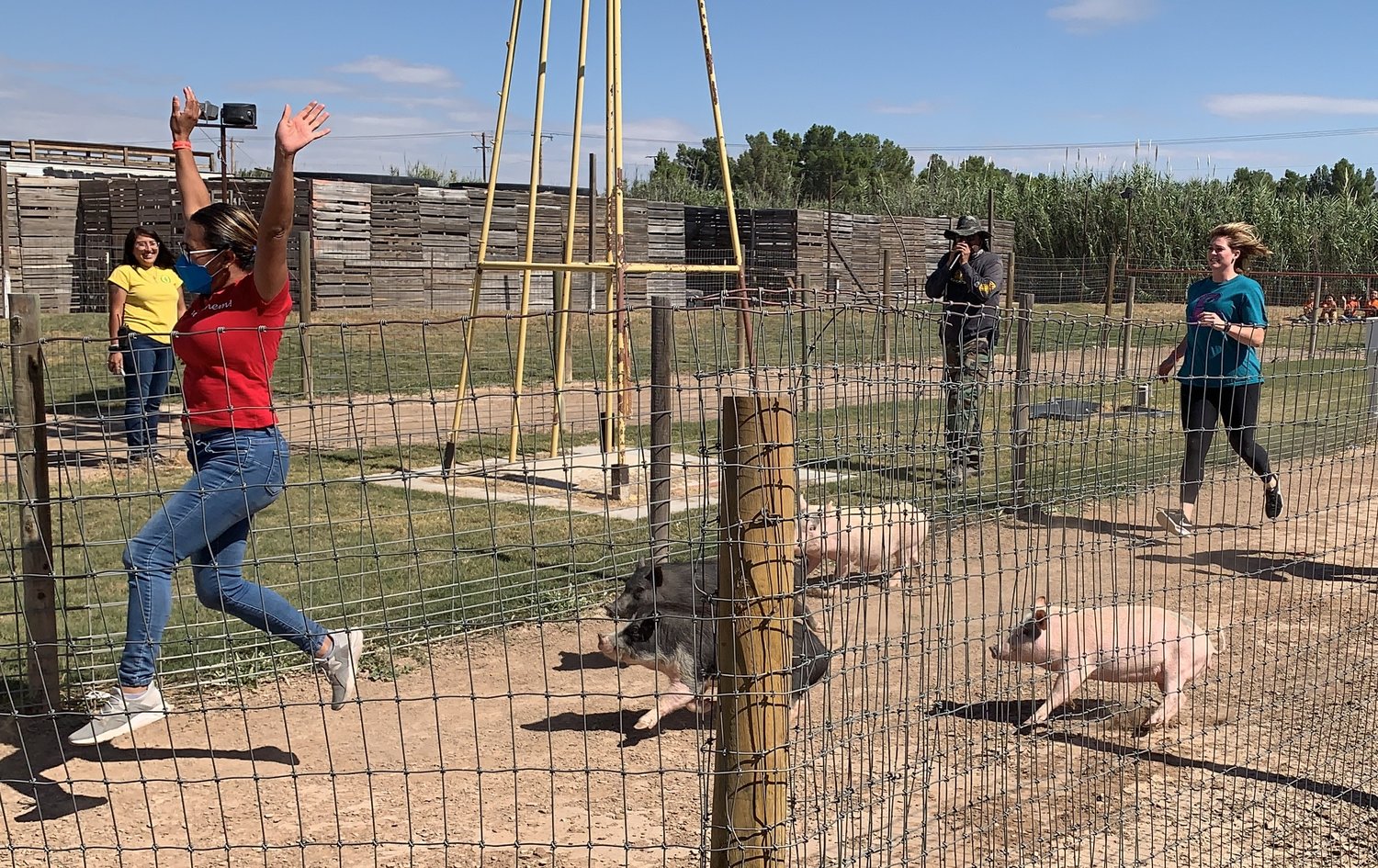 Teachers encourage pigs to race as their students cheer on from outside the fence at the La Union Maze pig races Oct. 13. The maze is open to the public every weekend through Nov. 7.