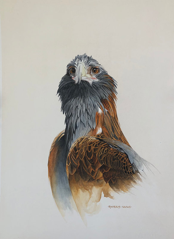 “Junior Juvenile Eagle,” by Richard Harris