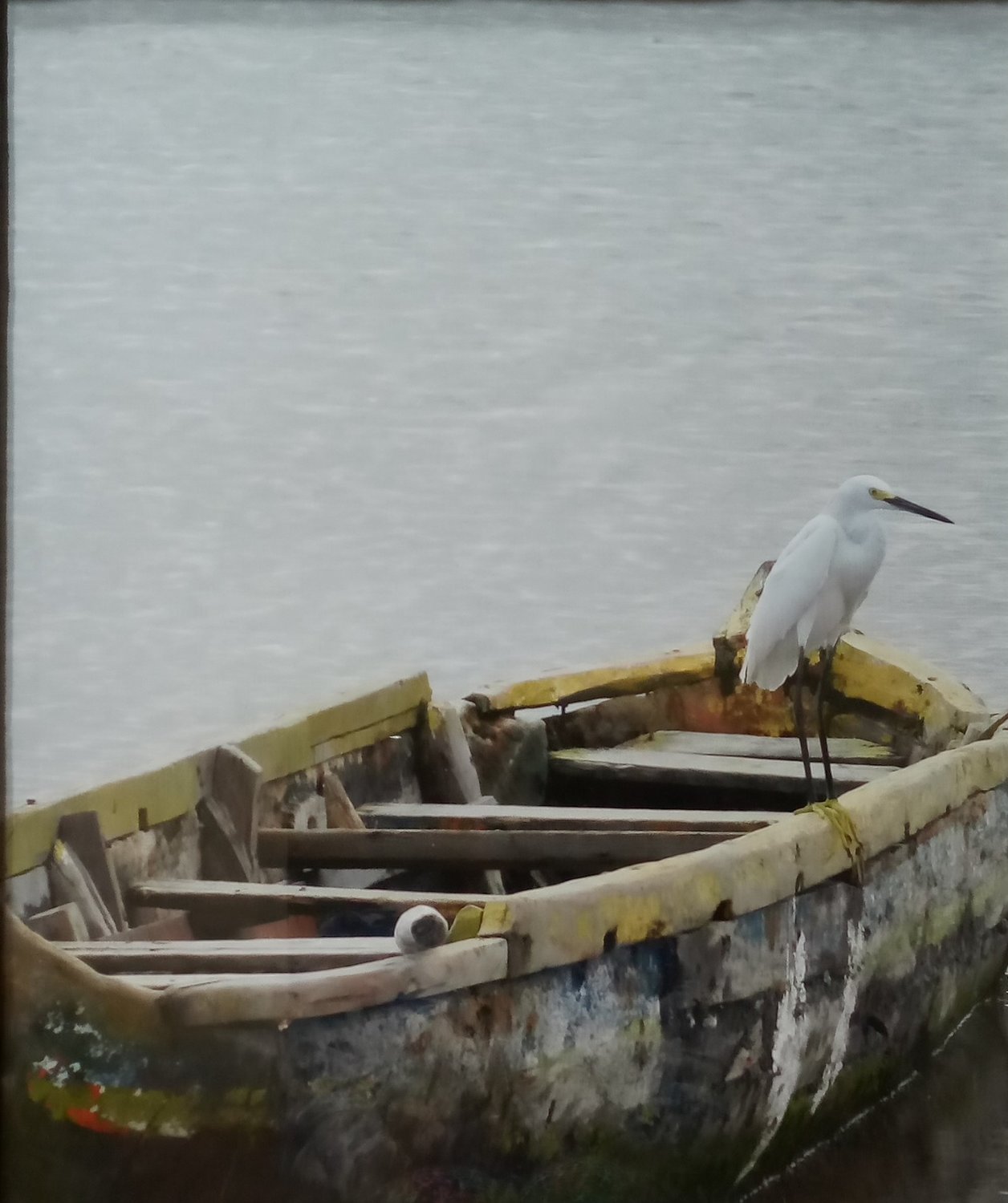 Egret on Columbian mangrove fishing boat photograph
