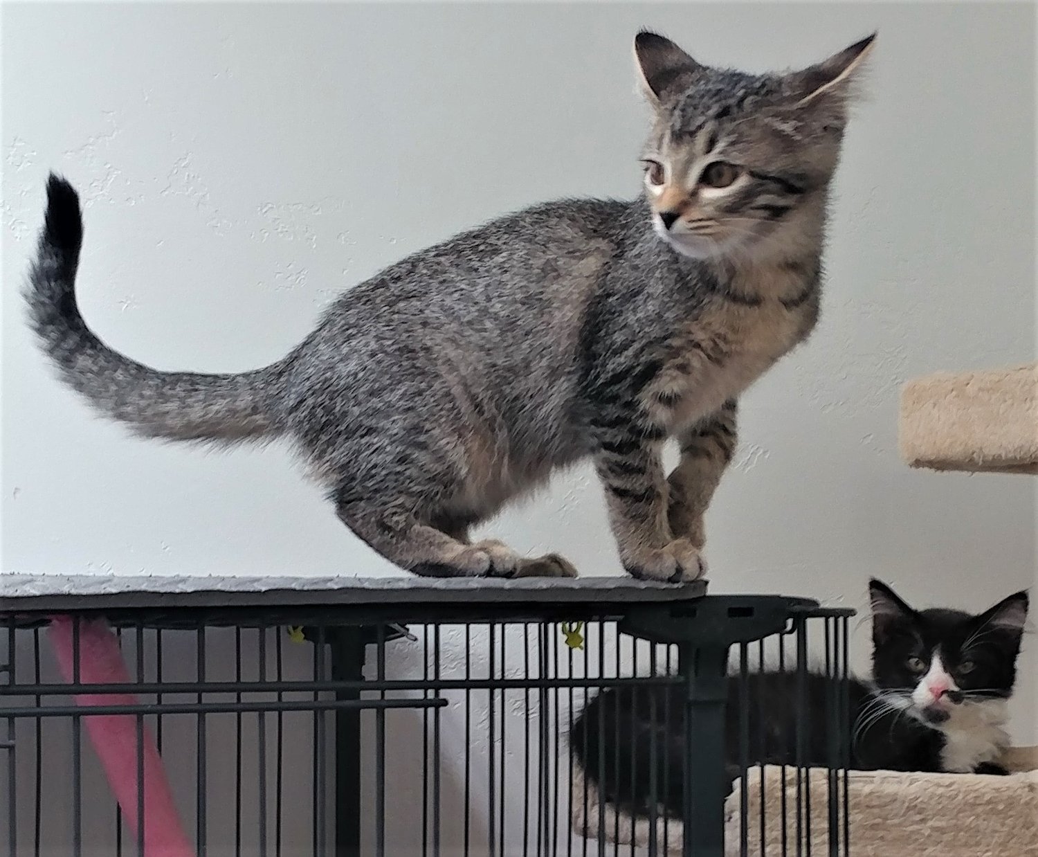 Many cats, kittens and dogs are looking for their forever homes at ACTion Programs for Animals.