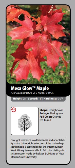 Mesa Glow on the J. Frank Schmidt & Son Co. Majestic Maples poster