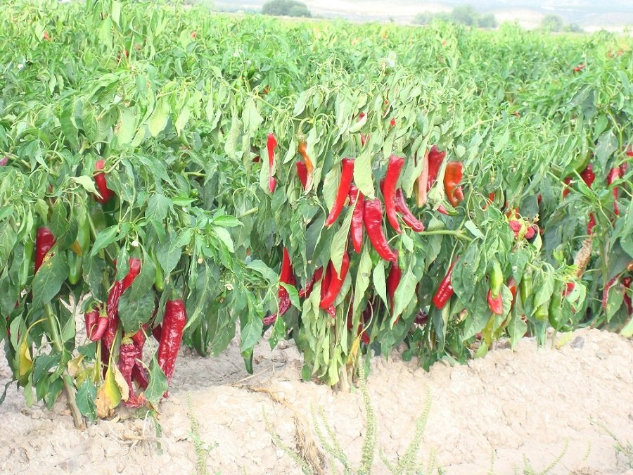 Field of red chile