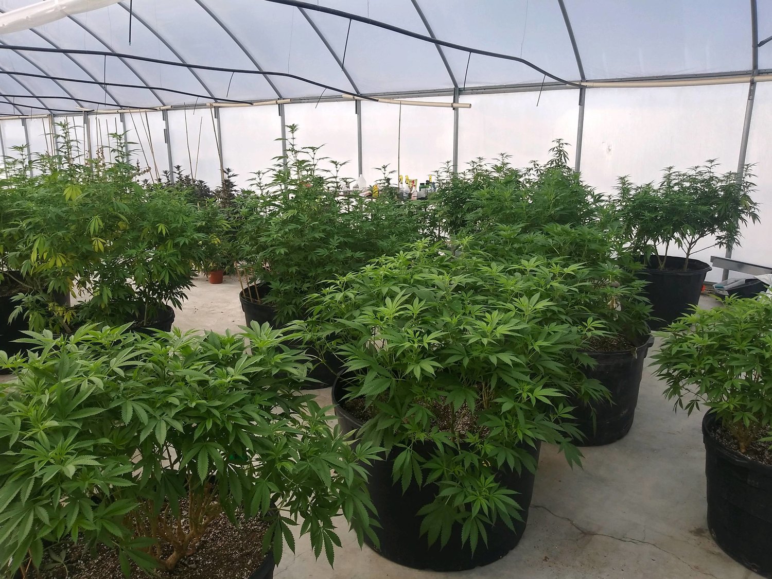 Cannabis plants being grown by Akeso Botanicals, LLC, are in greenhouses on Las Cruces’ West Mesa.