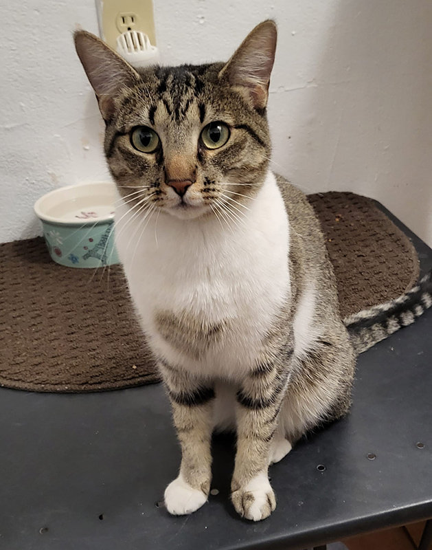 ACTion Programs for Animals (APA) is offering its “Spring-a-Pet” half-off adoption special in April. Helena loves people but is not very fond of other felines. She is ready for her single-cat forever home.