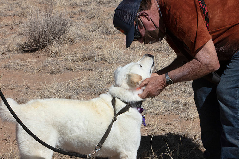 Professional dog trainer Terry Chandler conducts rattlesnake
aversion training for pets.