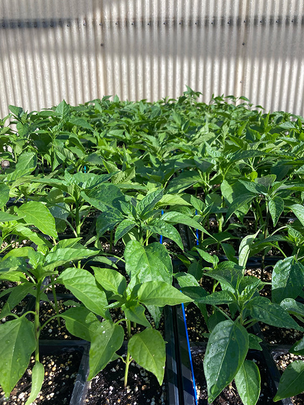 New Mexico State University’s Chile Pepper Institute will host its annual spring plant sale Thursday, April 21, and Friday, April 22, at the Fabián García Science Center. The sale will feature a variety of chile peppers, tomatoes, eggplants, tomatillos, zucchini and summer squash.