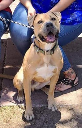 A graduate of ACTion Programs for Animals’ (APA) Prisoners and Animals Working Toward Success (P.A.W.S.) training program, Butch is available for adoption.