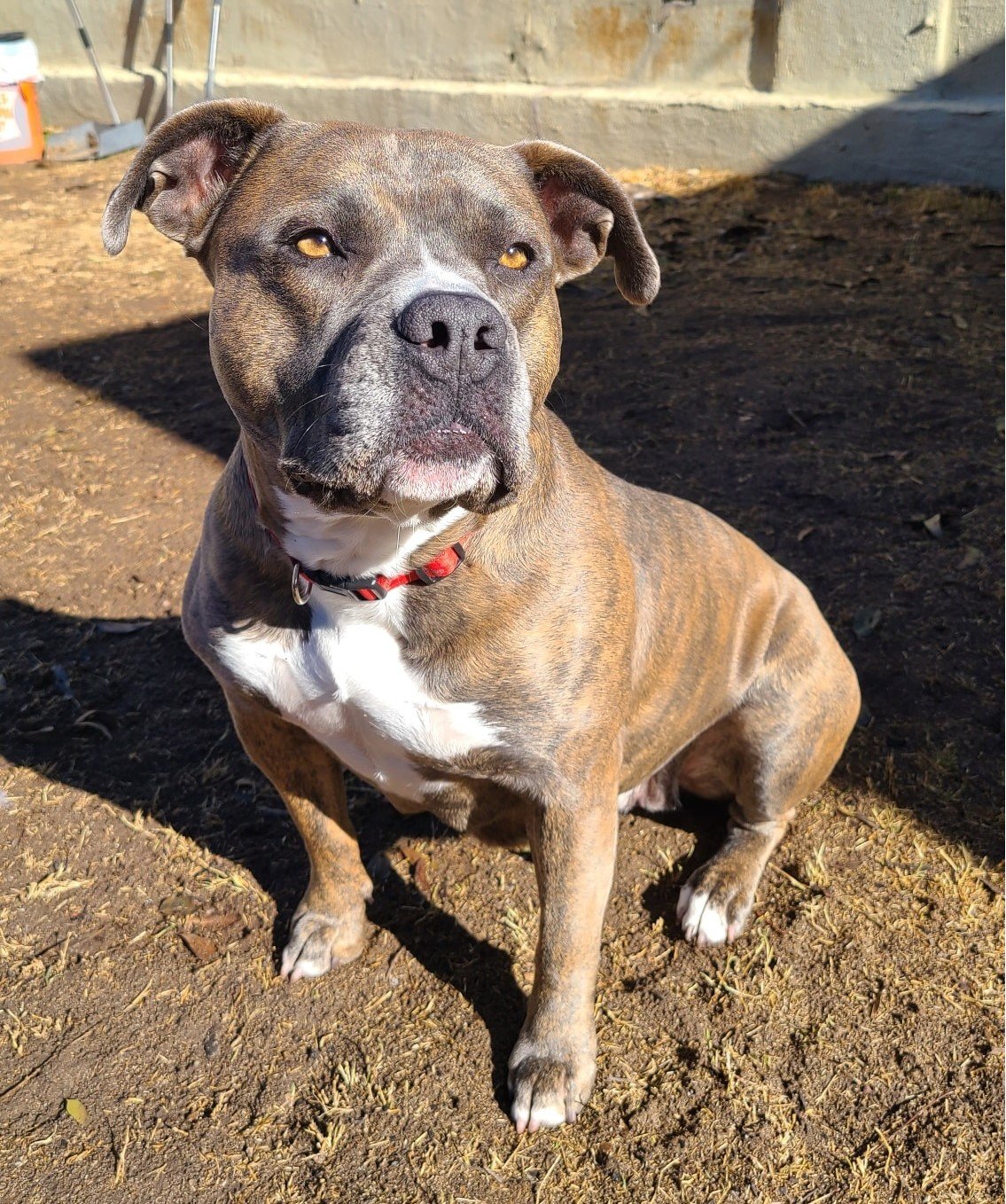 A graduate of ACTion Programs for Animals’ (APA) Prisoners and Animals Working Toward Success (P.A.W.S.) training program, Hazel is available for adoption.