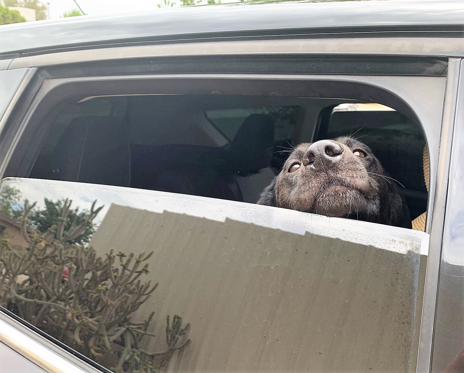 Leaving a dog alone in a vehicle in the hot sun for any amount of time can be dangerous.