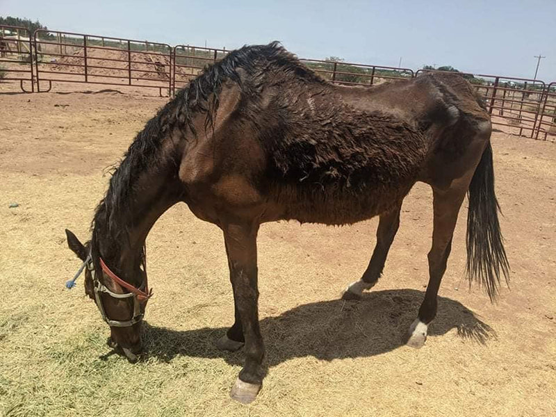 Esme, a 30-something-year-old thoroughbred, was found sick with pneumonia and infections and brought to Perfect Harmony Animal Rescue in Chaparral, New Mexico through the New Mexico Livestock Board’s estray/found program. Restoring Esme to health and continuing her care was made possible in part because of Animal Protection New Mexico’s Horse Shelter Rescue Fund.