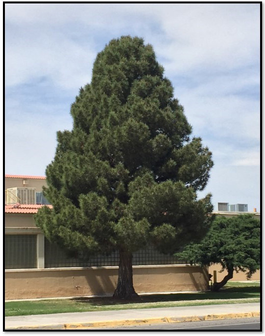 Healthy Afghan Pine Tree