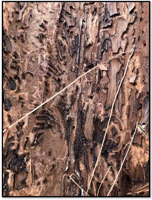 Afghan pine tree showing damage from borer pests.